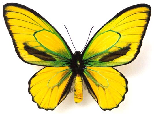 Ornithoptera priamus euphorion (gold aberration) (Internet Image property of respective owner, non-commercial use only)